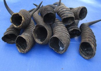 Ten piece lot 10 to14 inch African male springbok horns for $70