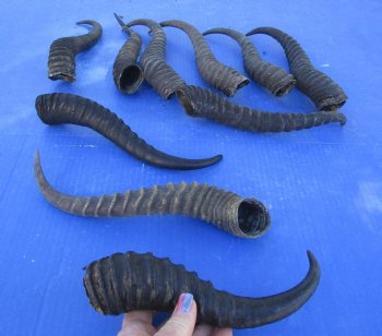 Ten piece lot 10 to13 inch African male springbok horns for $70