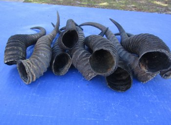 Ten piece lot 10 to13 inch African male springbok horns for $70