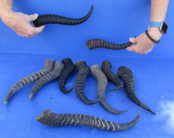 Ten piece lot 10 to13 inch African male springbok horns for $70