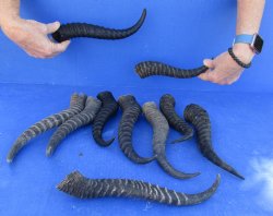 Ten piece lot 10 to13 inch African male springbok horns for $70