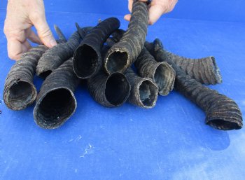 Ten piece lot 10 to13 inch African male springbok horns for $70