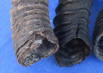 Ten piece lot 10 to13 inch African male springbok horns for $70