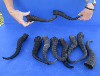 Ten piece lot 11 to14 inch African male springbok horns for $70