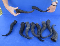 Ten piece lot 11 to14 inch African male springbok horns for $70