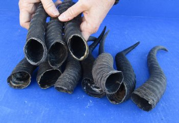 Ten piece lot 11 to14 inch African male springbok horns for $70