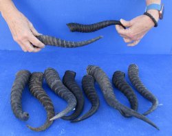 Ten piece lot 10 to14 inch African male springbok horns for $70