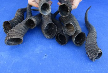 Ten piece lot 10 to14 inch African male springbok horns for $70