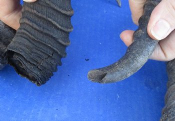 Ten piece lot 10 to14 inch African male springbok horns for $70