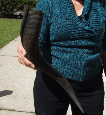 B-Grade Kudu horn for sale measuring 20 inches, for $18