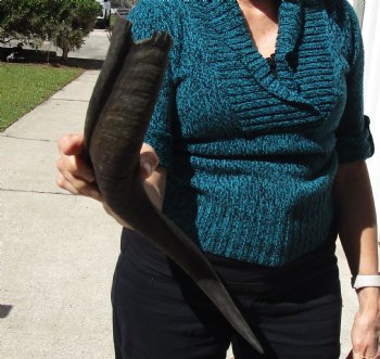 B-Grade Kudu horn for sale measuring 20 inches, for $18