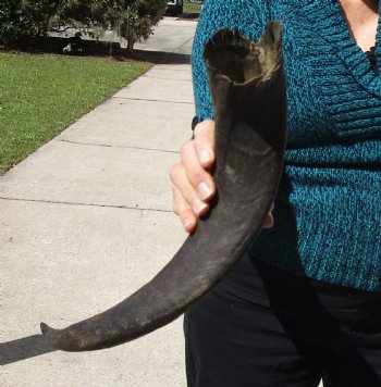 B-Grade Kudu horn for sale measuring 20 inches, for $18