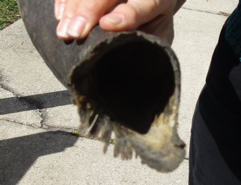 B-Grade Kudu horn for sale measuring 20 inches, for $18