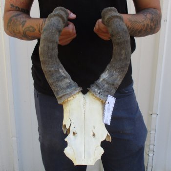 B-Grade 19" Horns on Male Red Hartebeest Skull Plate - $34