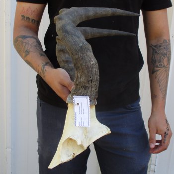 B-Grade 19" Horns on Male Red Hartebeest Skull Plate - $34