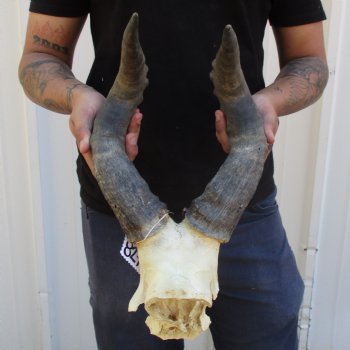 B-Grade 19" Horns on Male Red Hartebeest Skull Plate - $34