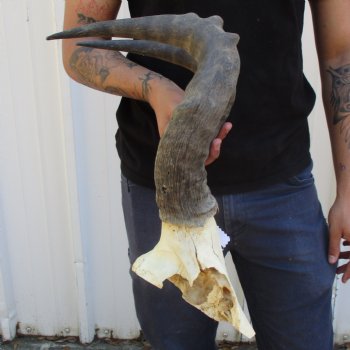 B-Grade 19" Horns on Male Red Hartebeest Skull Plate - $34