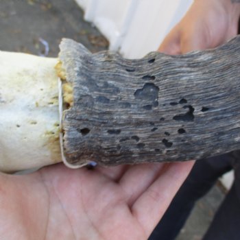 B-Grade 19" Horns on Male Red Hartebeest Skull Plate - $34