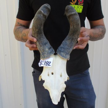 B-Grade 19" Horns on Male Red Hartebeest Skull Plate - $34