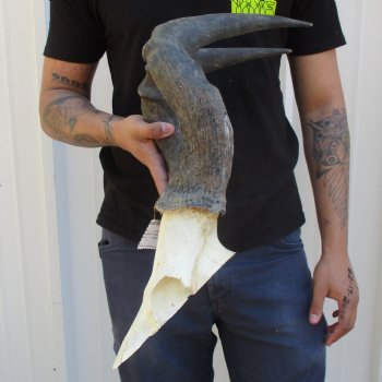 B-Grade 19" Horns on Male Red Hartebeest Skull Plate - $34