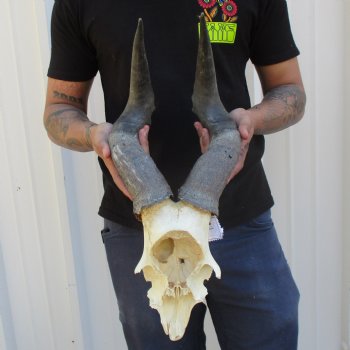 B-Grade 19" Horns on Male Red Hartebeest Skull Plate - $34