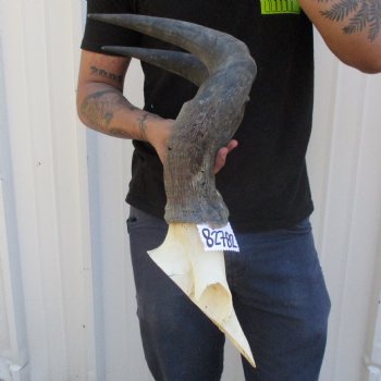 B-Grade 19" Horns on Male Red Hartebeest Skull Plate - $34