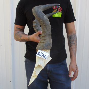 B-Grade 19" Horns on Male Red Hartebeest Skull Plate - $34