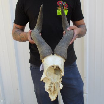 B-Grade 19" Horns on Male Red Hartebeest Skull Plate - $34