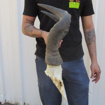 B-Grade 19" Horns on Male Red Hartebeest Skull Plate - $34