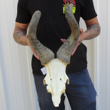 B-Grade 17" & 19" Horns on Male Red Hartebeest Skull Plate - $34