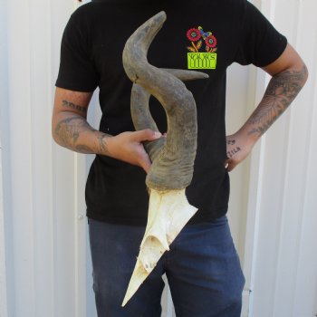 B-Grade 17" & 19" Horns on Male Red Hartebeest Skull Plate - $34