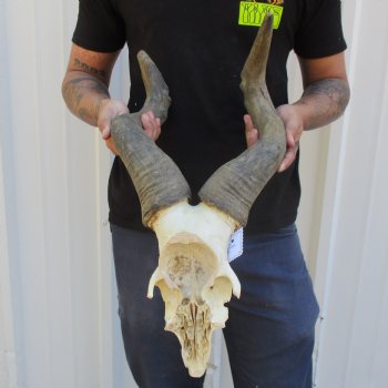 B-Grade 17" & 19" Horns on Male Red Hartebeest Skull Plate - $34