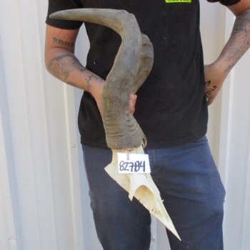 B-Grade 17" & 19" Horns on Male Red Hartebeest Skull Plate - $34