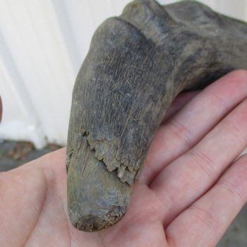 B-Grade 17" & 19" Horns on Male Red Hartebeest Skull Plate - $34