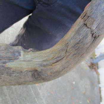 B-Grade 17" & 19" Horns on Male Red Hartebeest Skull Plate - $34