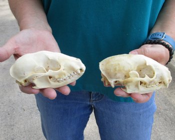 Buy this 2 pc lot of B-Grade Raccoon Skulls for $51/lot