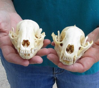 Buy this 2 pc lot of B-Grade Raccoon Skulls for $51/lot