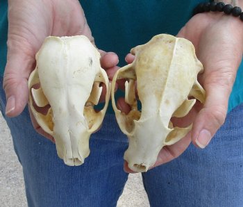Buy this 2 pc lot of B-Grade Raccoon Skulls for $51/lot