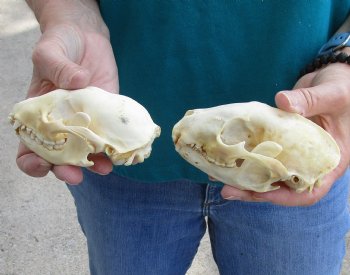 Buy this 2 pc lot of B-Grade Raccoon Skulls for $51/lot