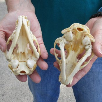 Buy this 2 pc lot of B-Grade Raccoon Skulls for $51/lot