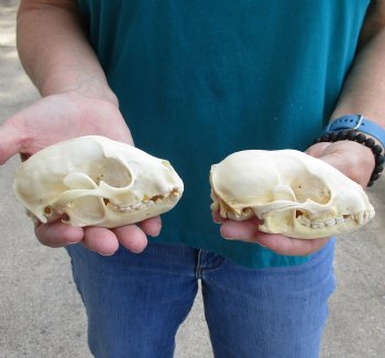Buy this 2 pc lot of B-Grade Raccoon Skulls for $51/lot