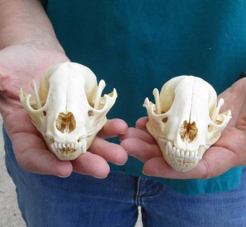 Buy this 2 pc lot of B-Grade Raccoon Skulls for $51/lot