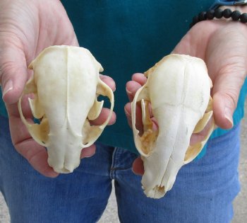 Buy this 2 pc lot of B-Grade Raccoon Skulls for $51/lot