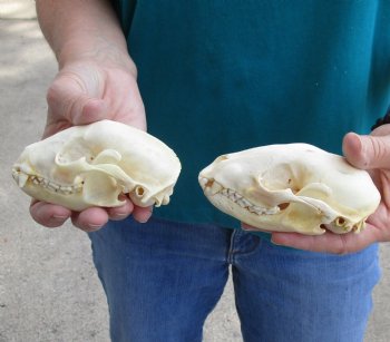 Buy this 2 pc lot of B-Grade Raccoon Skulls for $51/lot