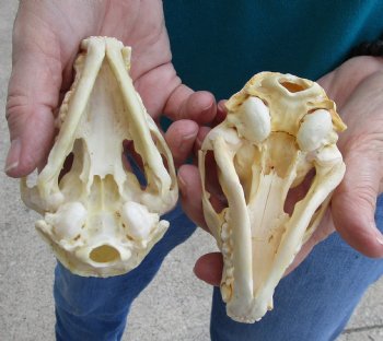 Buy this 2 pc lot of B-Grade Raccoon Skulls for $51/lot