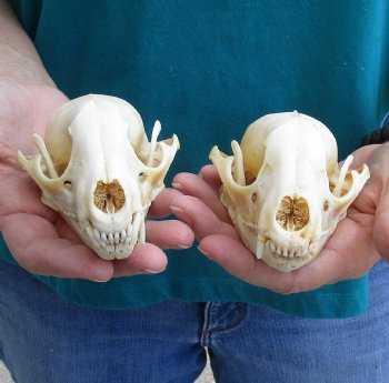 Buy this 2 pc lot of B-Grade Raccoon Skulls for $51/lot