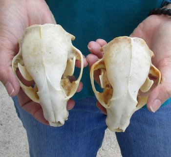 Buy this 2 pc lot of B-Grade Raccoon Skulls for $51/lot