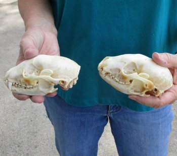 Buy this 2 pc lot of B-Grade Raccoon Skulls for $51/lot