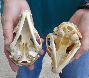 Buy this 2 pc lot of B-Grade Raccoon Skulls for $51/lot