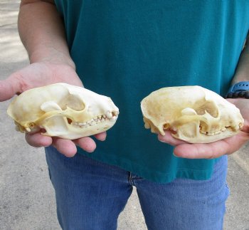Buy this 2 pc lot of B-Grade Raccoon Skulls for $51/lot